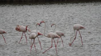 FOTO. Imagini rare. Peste 100 de păsări flamingo au fost observate în Delta Dunării