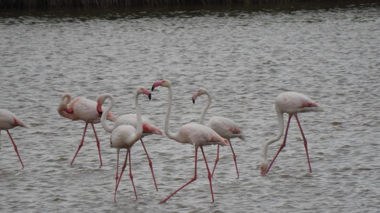 FOTO. Imagini rare. Peste 100 de păsări flamingo au fost observate în Delta Dunării