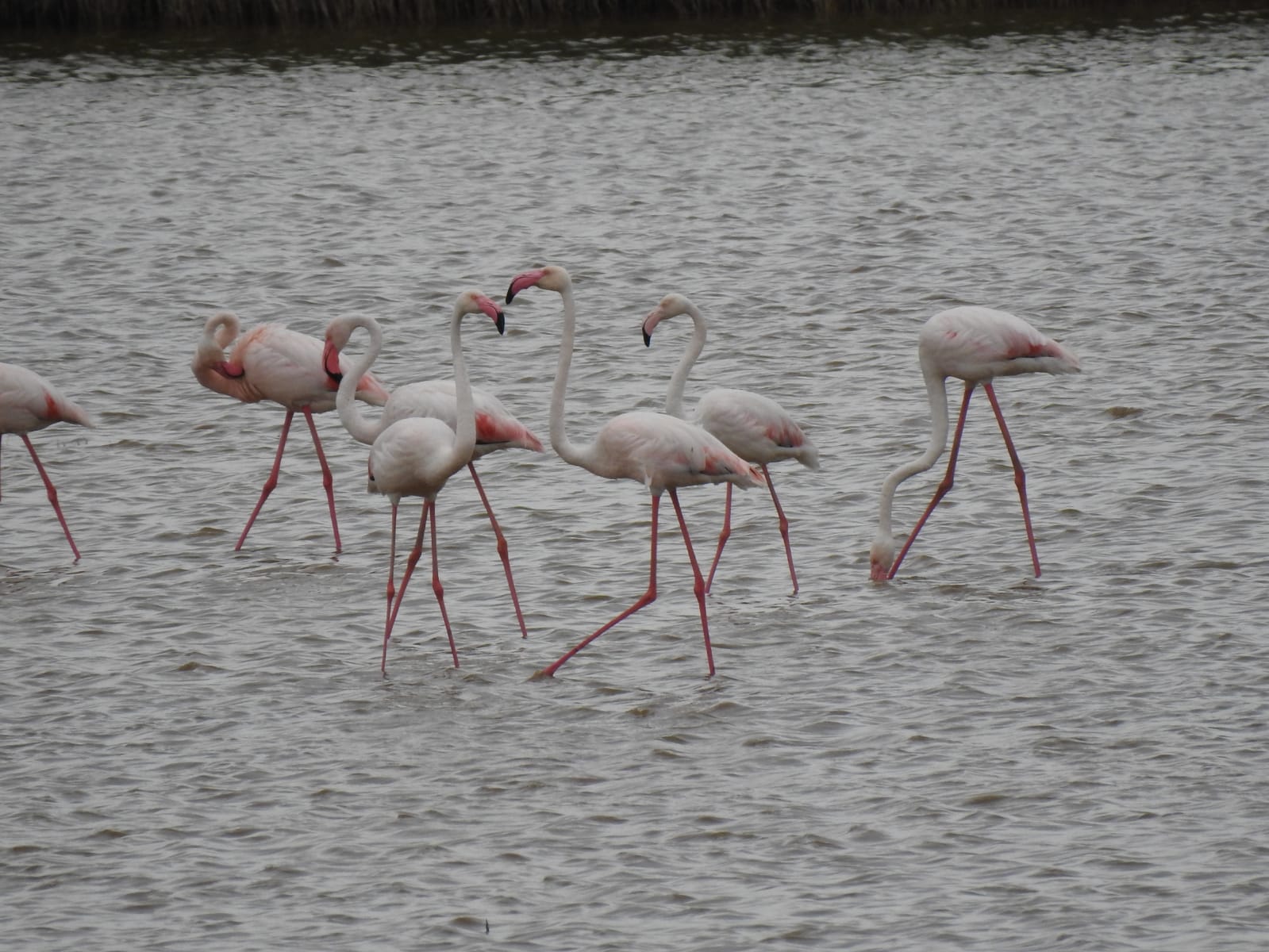 FOTO. Imagini rare. Peste 100 de păsări flamingo au fost observate în Delta Dunării