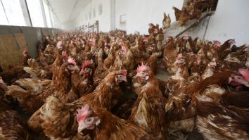 Avertismentul CDC: Oamenii sunt rugaţi să nu mai sărute găinile