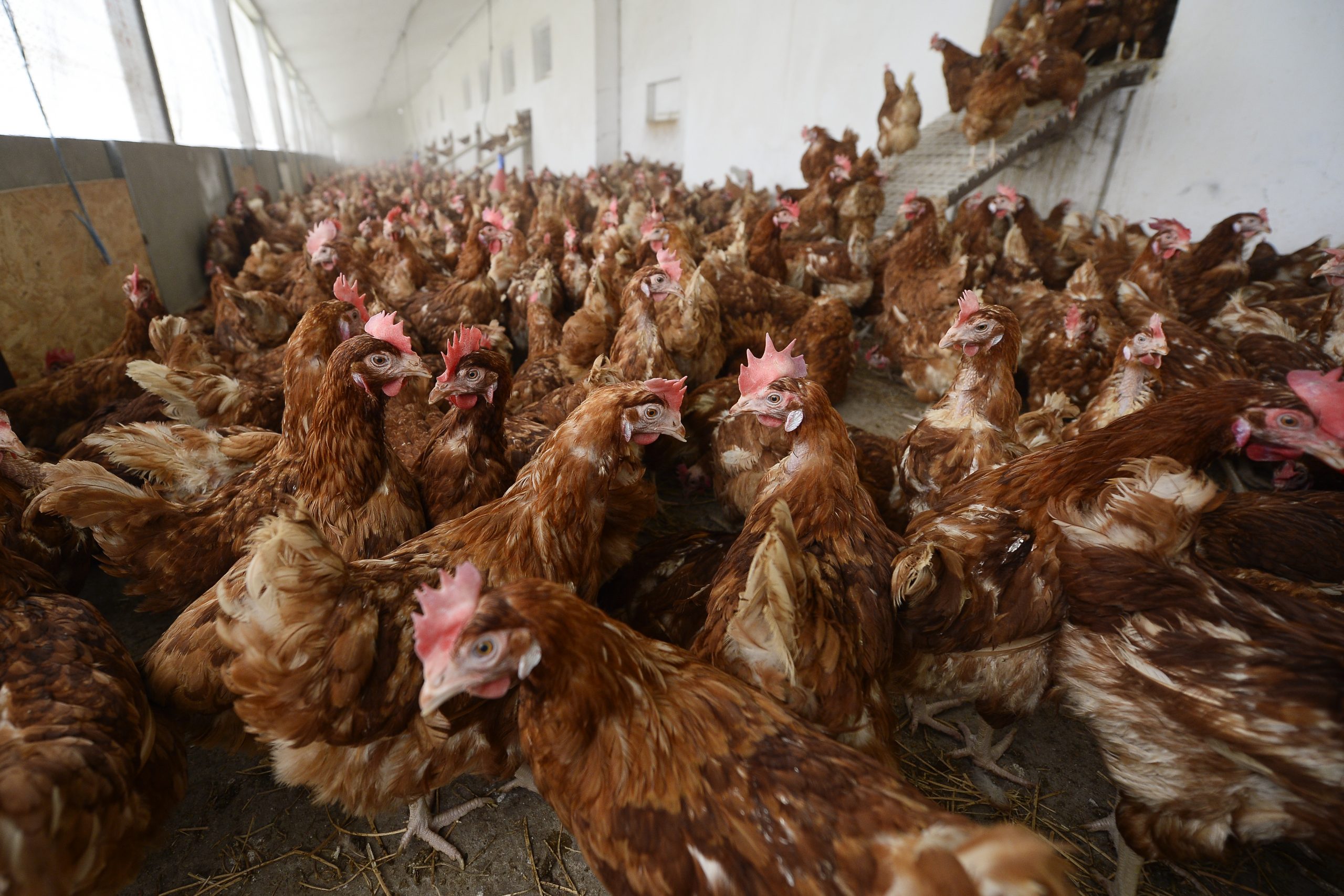 Avertismentul CDC: Oamenii sunt rugaţi să nu mai sărute găinile