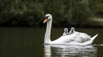 Un jucător de golf a fost atacat de o lebădă chiar pe teren
