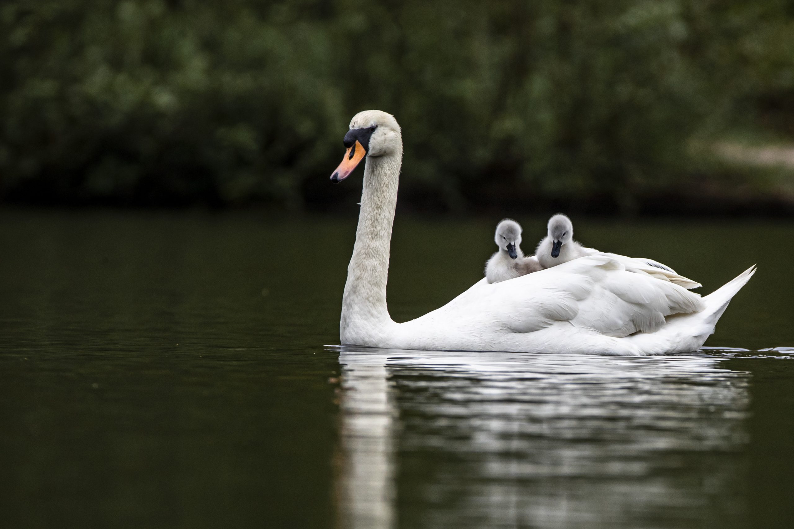 Un jucător de golf a fost atacat de o lebădă chiar pe teren