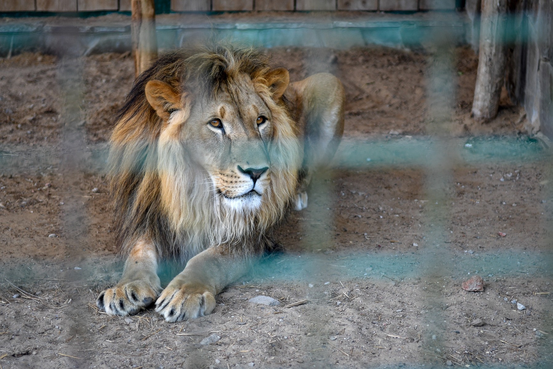 Doi lei, testați pozitiv cu coronavirus la un parc safari din India