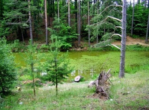 Comoară în Pădurea Râioasa. Un căutător de metale a găsit monede antice din era precreștină