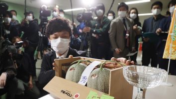 Uitați de prețul cireșelor! Au apărut pepenii SF din Japonia – 20.000 de euro bucata