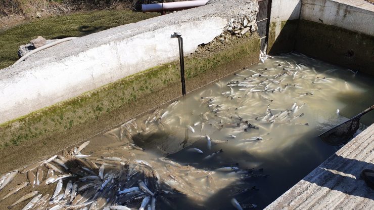 păstravi morti dupa poluarea pe raul bicaz din judetul neamt.