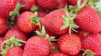 Cererea pentru căpșuni bio de la fermierii români a crescut cu 30% în pandemie