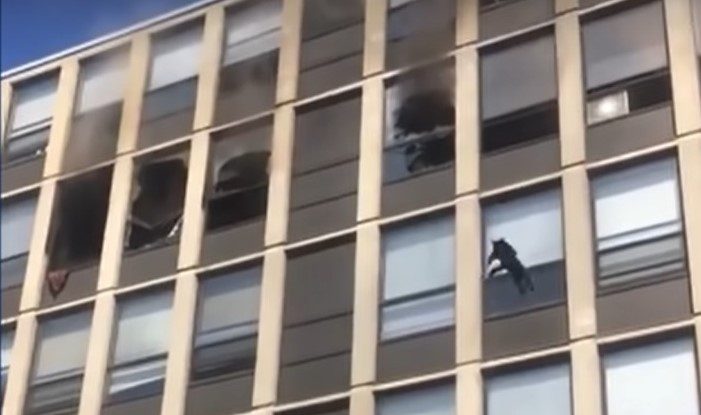 O pisică a supraviețuit după ce a sărit de la etajul cinci al unei clădiri în flăcări. VIDEO