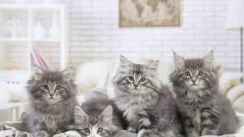 Pui de norvegiană de pădure stând în pat.