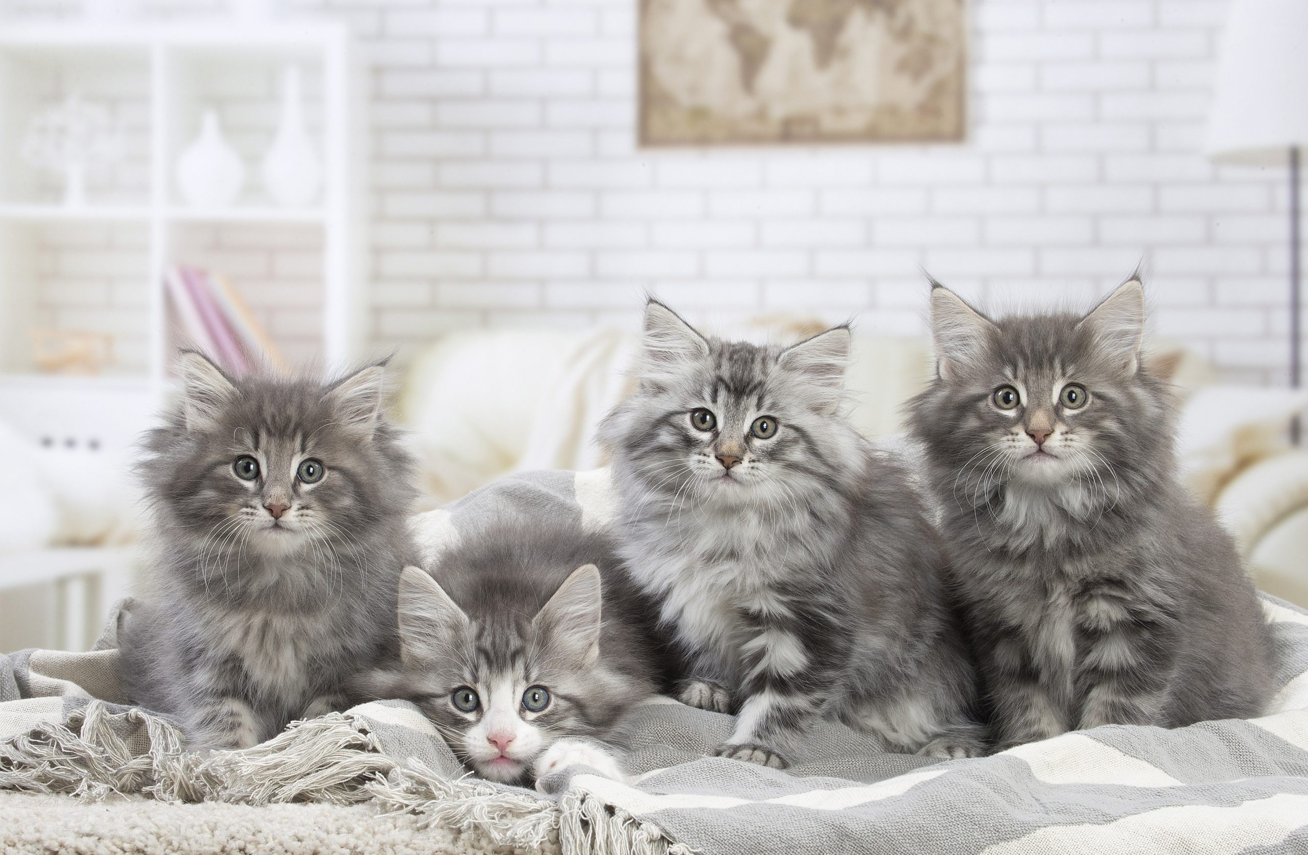 Prezența câinilor și a pisicilor în dormitor poate afecta sănătatea oamenilor? Explicația specialiștilor