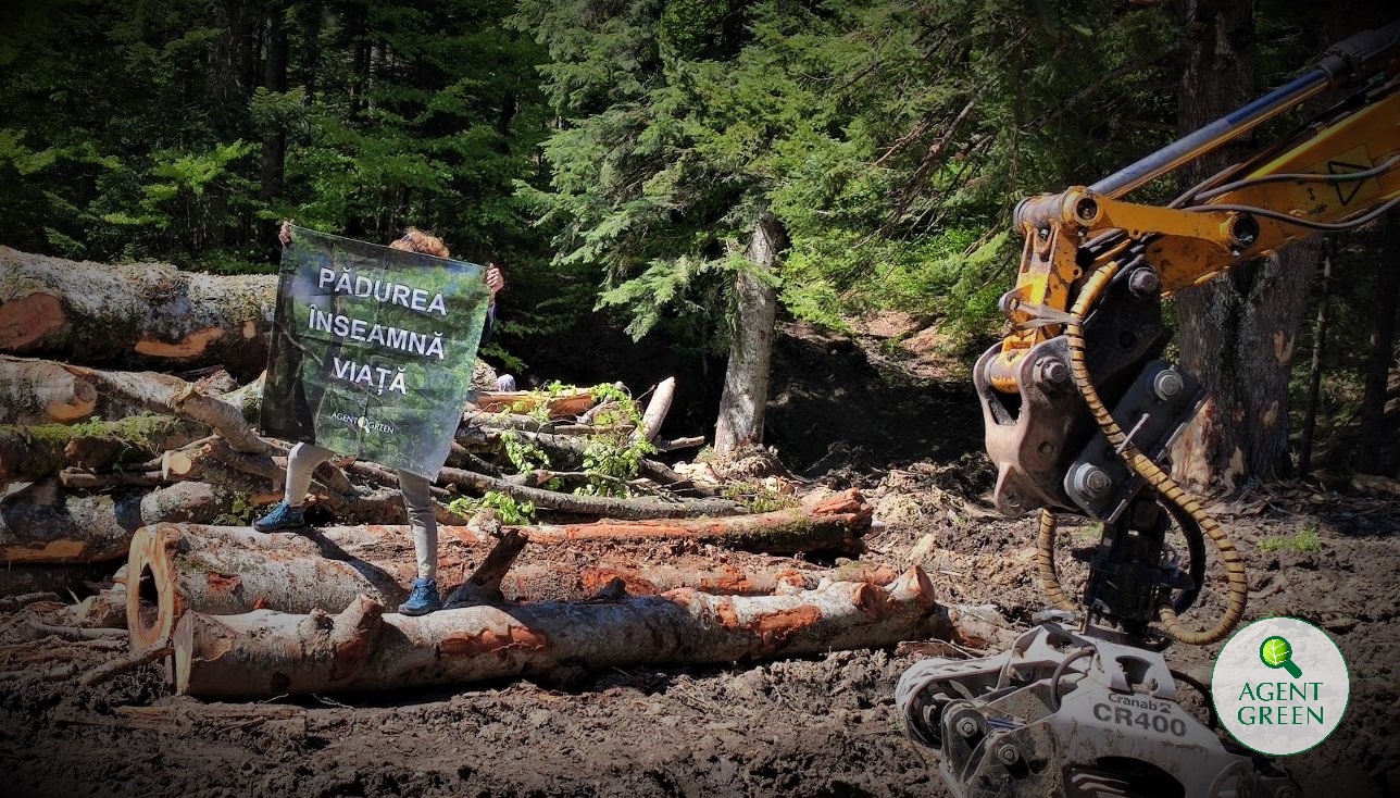 Protest în Parcul Naţional Bucegi, de Ziua Europeană a Parcurilor. Agent Green reclamă tăieri ilegale de pădure