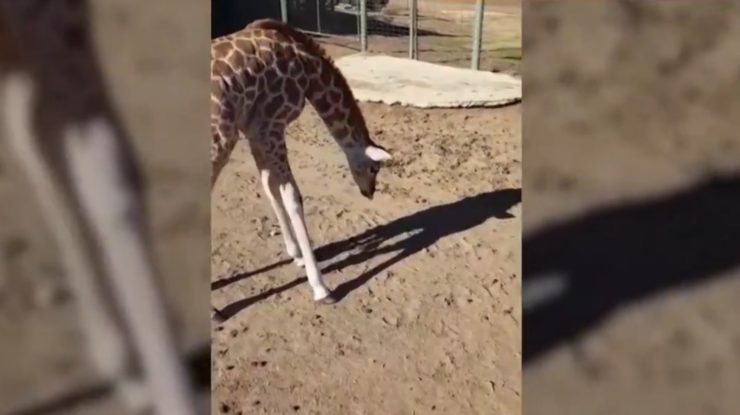 VIDEO. Reacția unui pui de girafă care și-a văzut pentru prima dată umbra. Îngrijitorul parcului a filmat totul