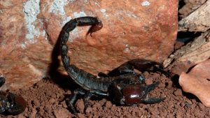 Angajata unui supermarket din Constanța a fost mușcată de un scorpion. Cum a fost posibil