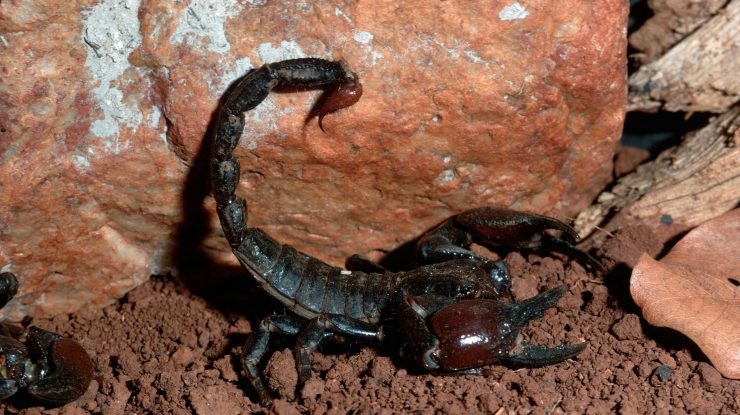 Angajata unui supermarket din Constanța a fost mușcată de un scorpion. Cum a fost posibil