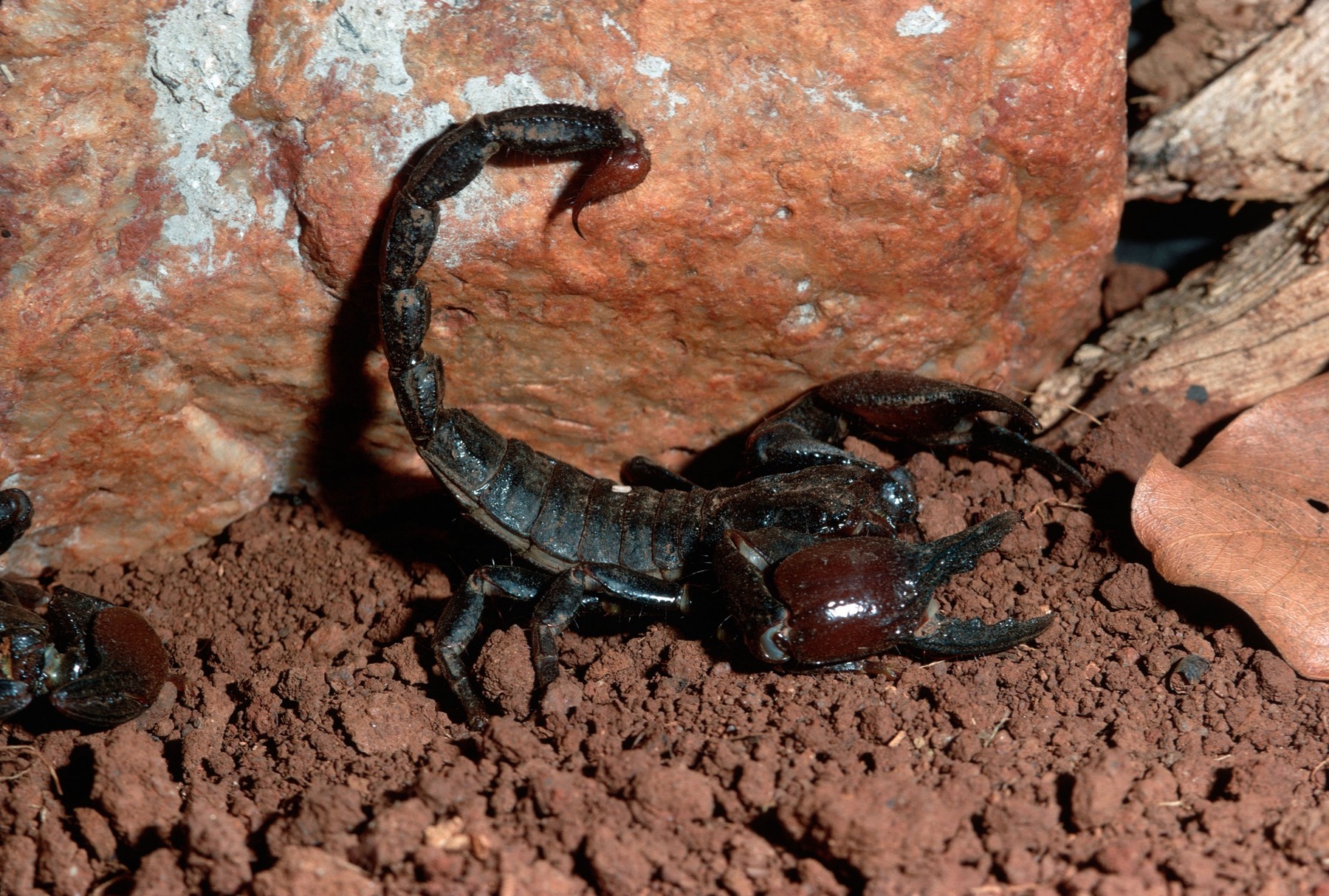 Angajata unui supermarket din Constanța a fost mușcată de un scorpion. Cum a fost posibil