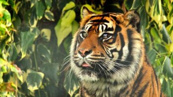 Premieră mondială. Un veterinar a salvat ochiul unui tigru în prima operație de acest fel din lume