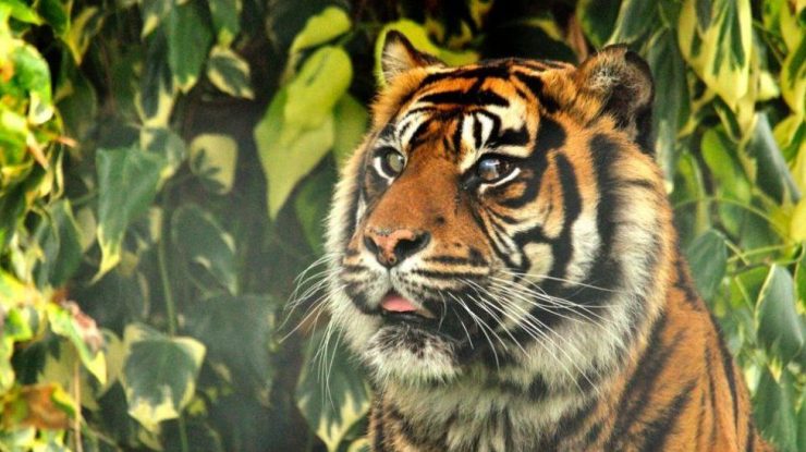 Braconierul care a ucis peste 70 de tigri pe cale de dispariție a fost arestat. Cum a fost prins „Tiger Habib” după 20 de ani de căutări