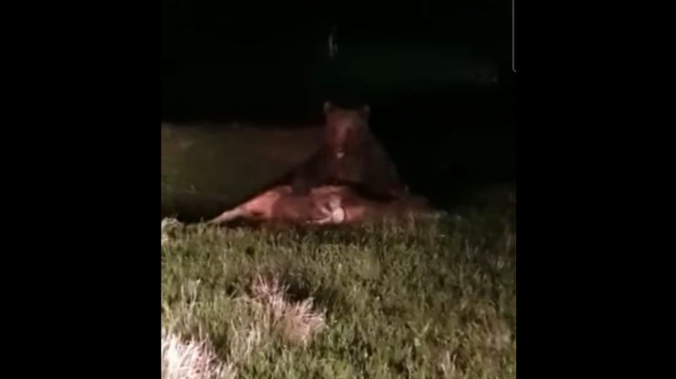 Urs mănânca dintr-un vițel pe străzile unei comune din Suceava, în miezul nopții.