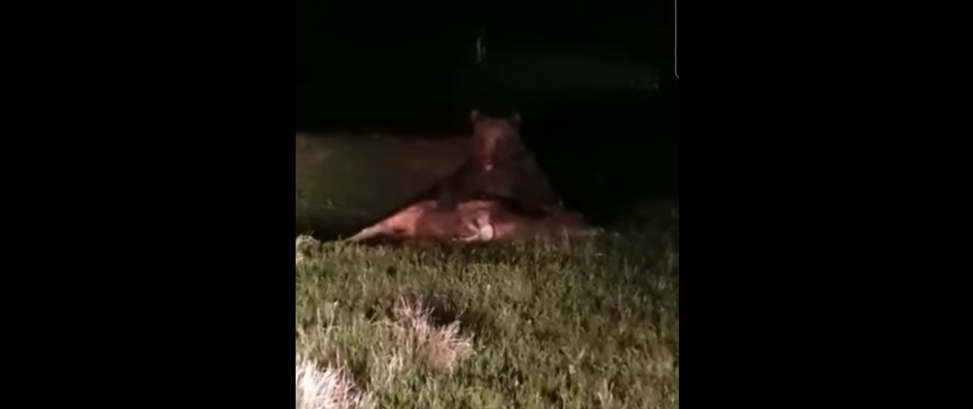 Un urs înfometat se plimbă pe străzile unei comune din Suceava în miezul nopții. Este filmat când mănâncă dintr-un vițel. VIDEO