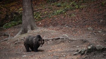 Cel mai mare urs din România a fost împușcat de către un prinț din Liechtenstein. Prințul este acuzat de braconaj