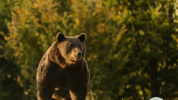 Asociația care a organizat vânarea ursului Arthur a sesizat CNA: Cere sancțiuni pentru „toate posturile TV, posturile de radio, presa liberă și on-line”