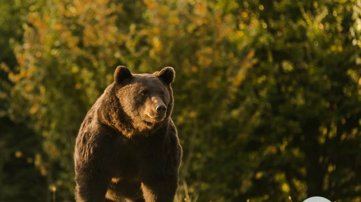 Asociația care a organizat vânarea ursului Arthur a sesizat CNA: Cere sancțiuni pentru „toate posturile TV, posturile de radio, presa liberă și on-line”