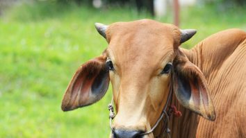 Noua Zeelandă plănuiește să taxeze emisiile de gaze ale vacilor și oilor