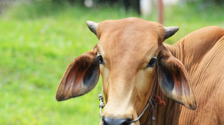 Noua Zeelandă plănuiește să taxeze emisiile de gaze ale vacilor și oilor