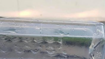 Vipera găsită de polițiștii de frontieră din Orșova în perete.