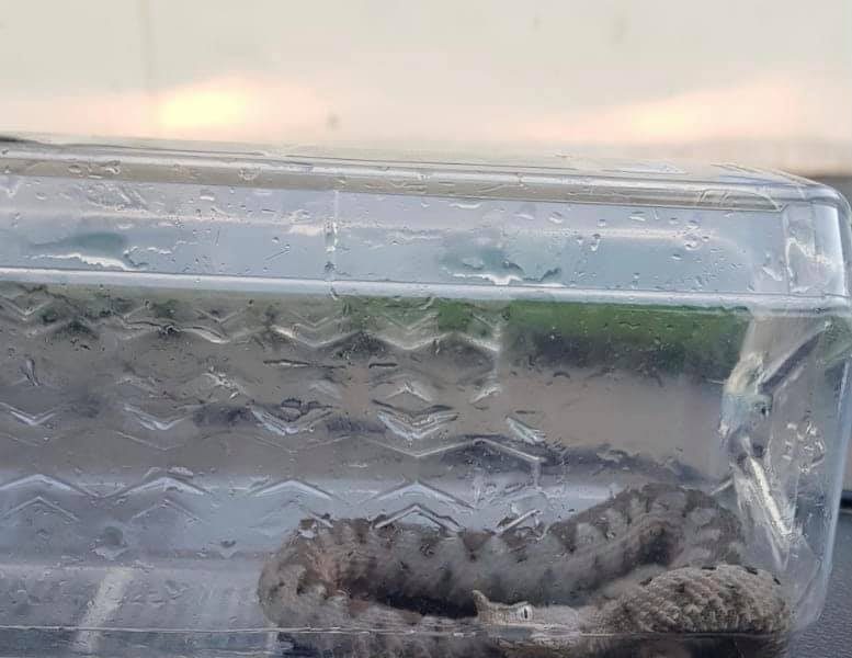 Vipera găsită de polițiștii de frontieră din Orșova în perete.
