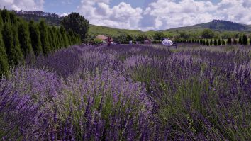 S-a deschis Festivalul de Lavandă din Cluj. Peste 7.000 de turiști sunt așteptați în luna iunie