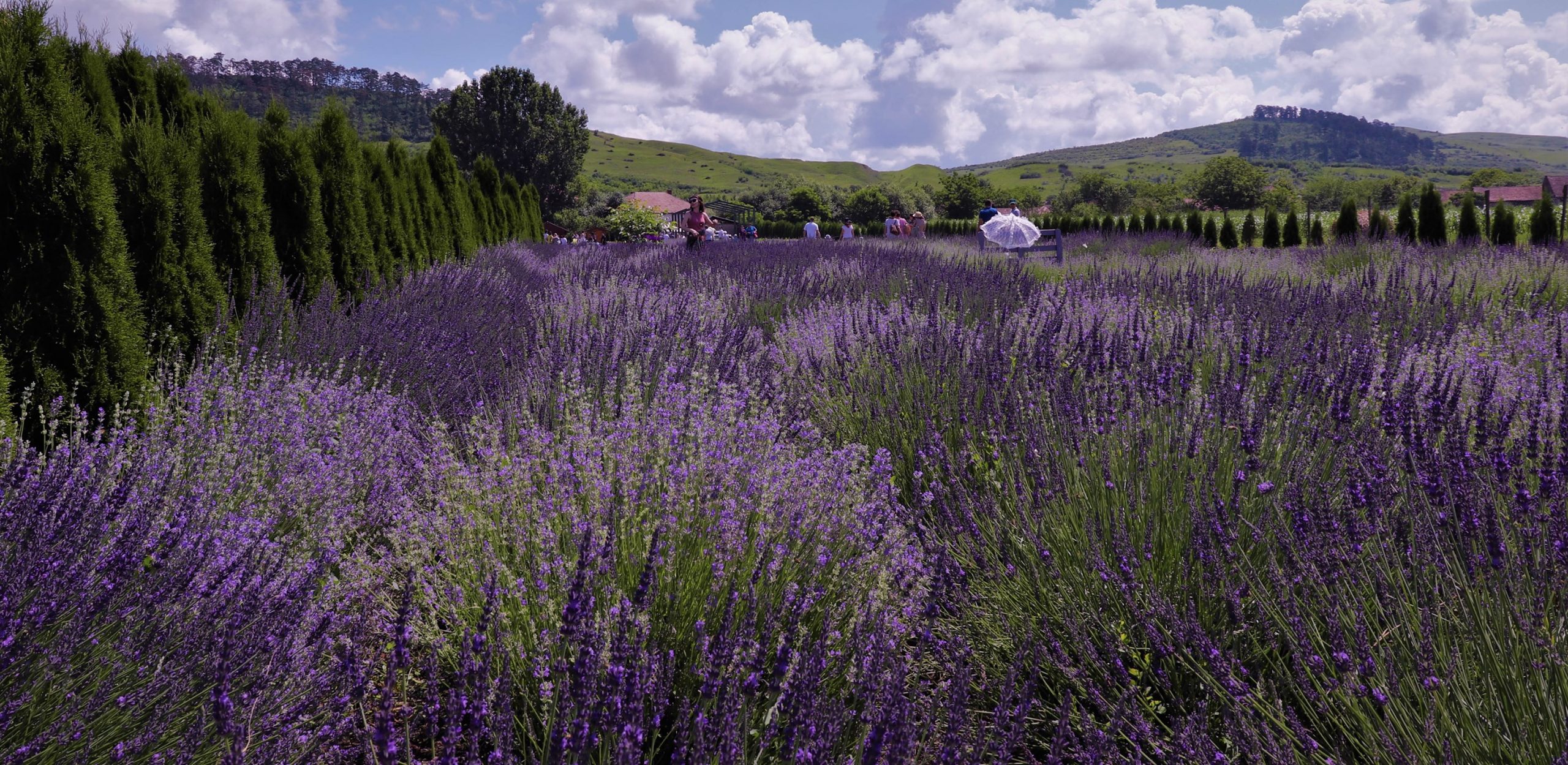 S-a deschis Festivalul de Lavandă din Cluj. Peste 7.000 de turiști sunt așteptați în luna iunie