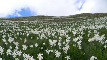 Narcise în Munții Rodnei