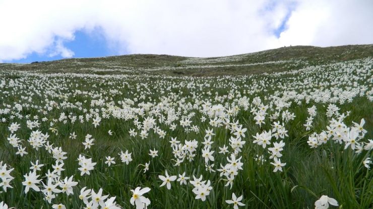 Narcise în Munții Rodnei