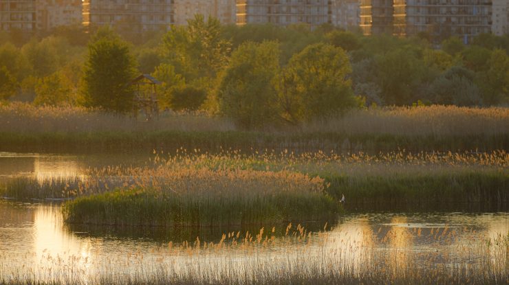 Pasari zboara pe deasupra Lacului Vacaresti din cadrul Parcului Natural Vacaresti din Bucuresti, luni, 27 aprilie 2020. Grupul de Comunicare Strategica a anuntat luni, 27 aprilie, ca au fost confirmate 11.339 de cazuri de persoane infectate cu virusul COVID-19 (Coronavirus) pe teritoriul Romaniei. ANDREEA ALEXANDRU / MEDIAFAX FOTO