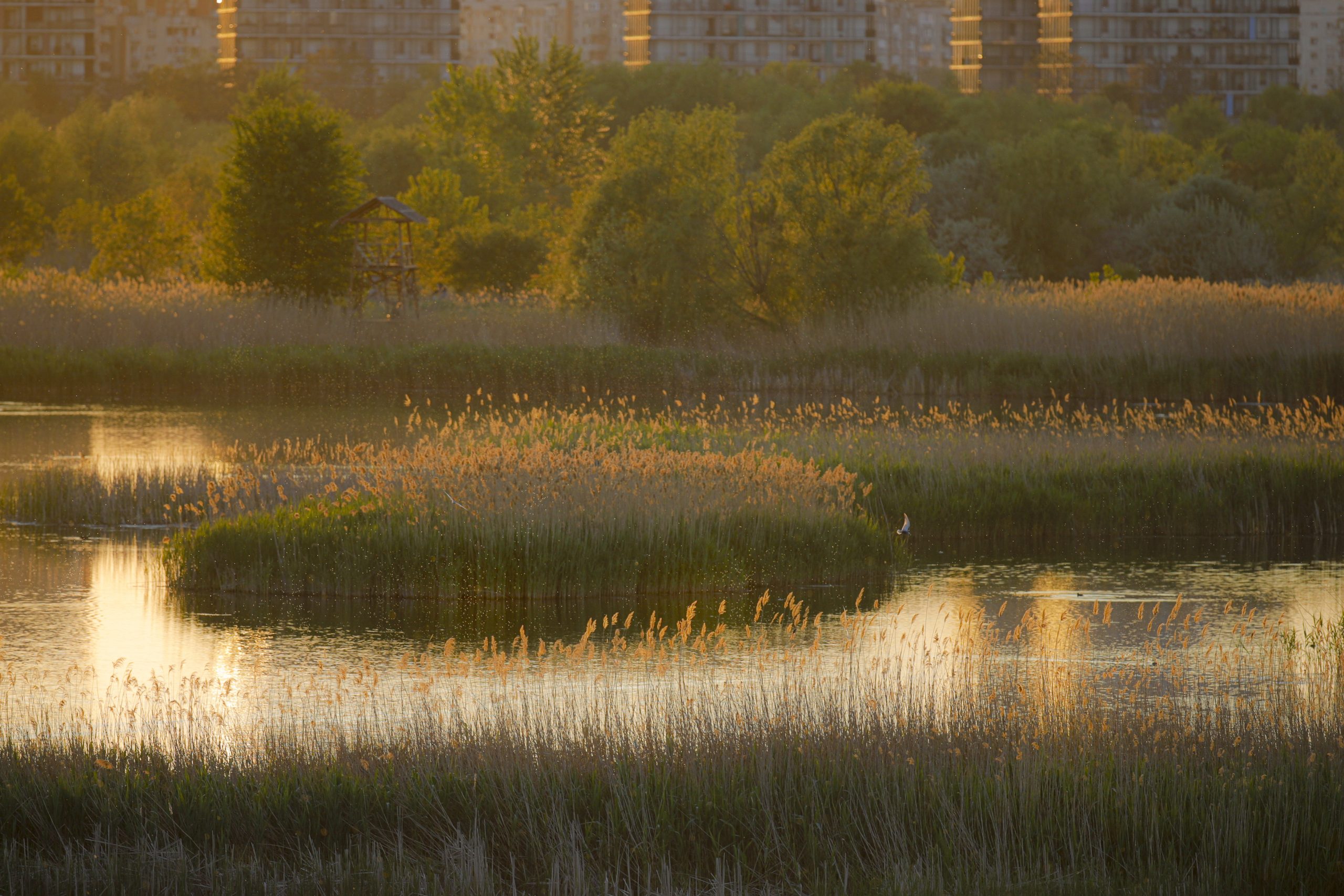 Ce scrie presa internațională despre Parcul Natural Văcărești, delta din inima Capitalei. FOTO