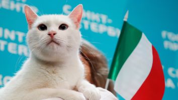 Pisica oracol a rușilor va prezice câștigătorul EURO 2020. Cine iese învingător din meciul Turcia – Italia?