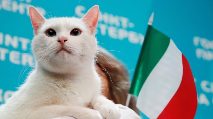 Pisica oracol a rușilor va prezice câștigătorul EURO 2020. Cine iese învingător din meciul Turcia – Italia?