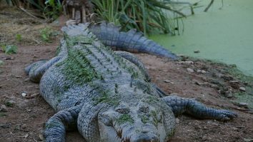 Oamenii de știință au descoperit o nouă specie de crocodil preistoric gigant, una dintre cele mai mari care au trăit vreodată