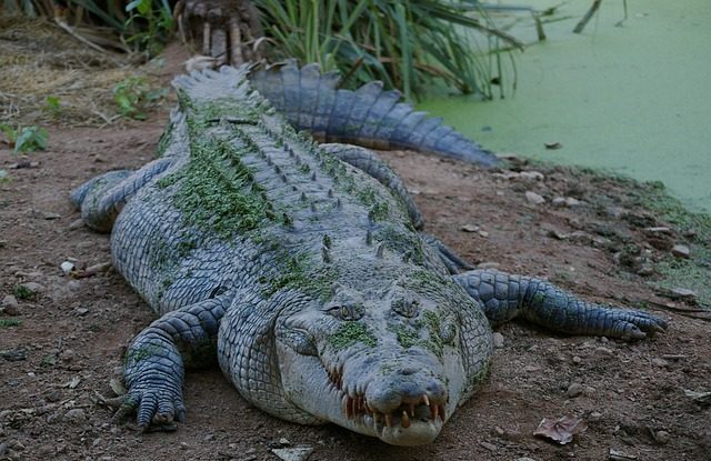 Oamenii de știință au descoperit o nouă specie de crocodil preistoric gigant, una dintre cele mai mari care au trăit vreodată