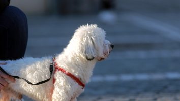 Canicula îi afectează şi pe câini. Sfaturile oferite de medicul veterinar