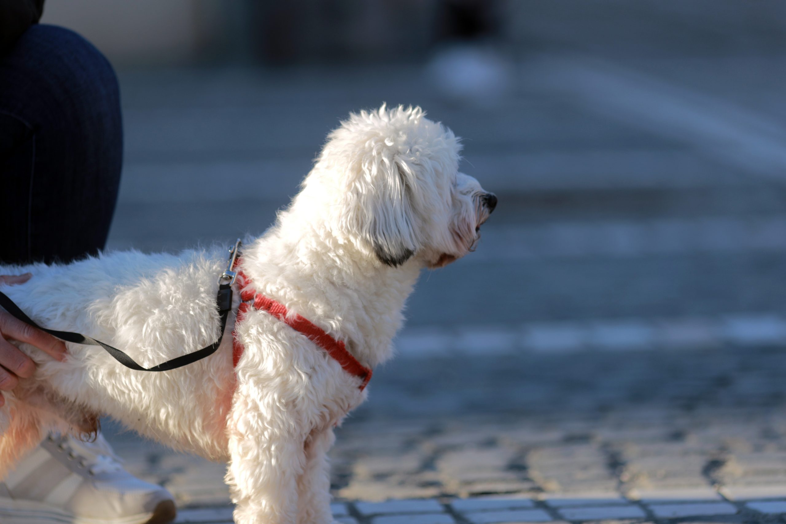 Canicula îi afectează şi pe câini. Sfaturile oferite de medicul veterinar