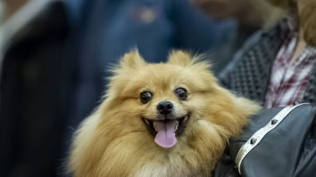 BUCURESTI - PET EXPO - ZIUA 2 - 2019O femeie tine in brate un catel in timpul Concursului canin de Look A Like in cadrul Targului dedicat animalelor de companie, PetExpo, desfasurat la Pavilionul Romexpo din Bucuresti, duminica, 14 aprilie 2019.