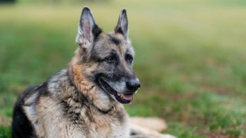 Câinii nu au nevoie de coadă pentru a face diferite mişcări, ca alte animale. Cercetătorii au descoperit care este rolul cozii