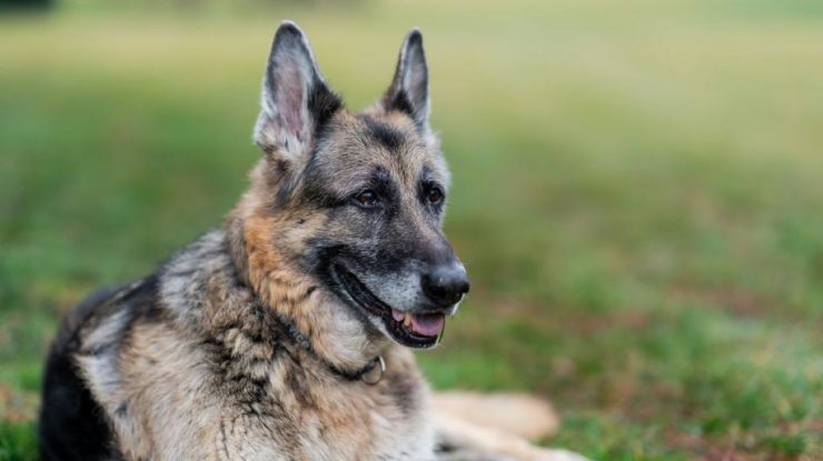 Câinii nu au nevoie de coadă pentru a face diferite mişcări, ca alte animale. Cercetătorii au descoperit care este rolul cozii