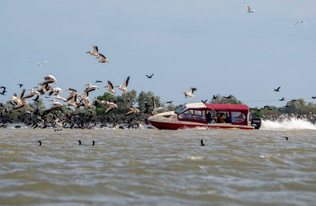 delta-pelicani