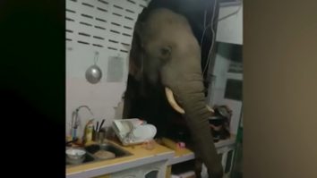 Un elefant flămând a spart peretele unei bucătării în toiul nopții pentru a fura o pungă cu orez. VIDEO