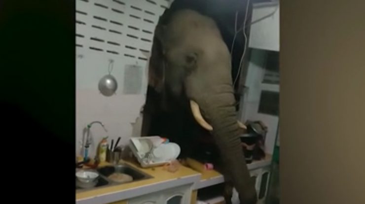Un elefant flămând a spart peretele unei bucătării în toiul nopții pentru a fura o pungă cu orez. VIDEO