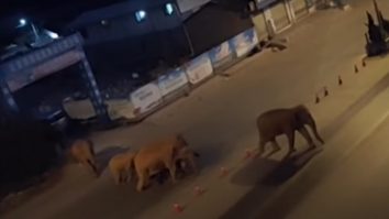 O turmă de elefanți scăpați dintr-o rezervație a distrus culturi în valoare de peste un milion de dolari în China